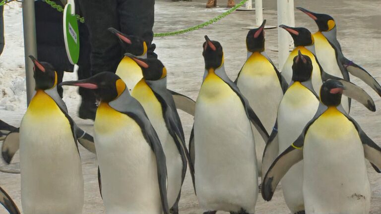 Penguins at Calgary Zoo kick off their annual royal waddles