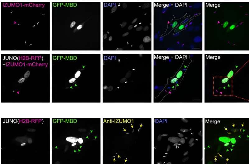 Scientists identify potential new method for diagnosing male infertility