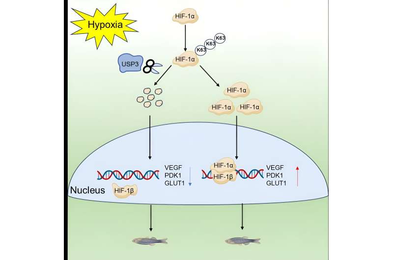 Zebrafish usp3 loss promotes hypoxic tolerance