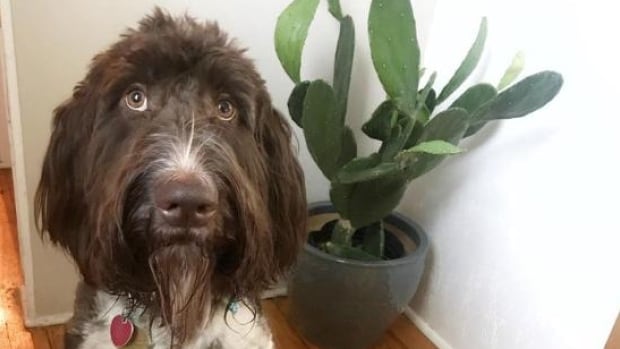 This Labradoodle ate $4K in cold, hard cash. Most of it came back out