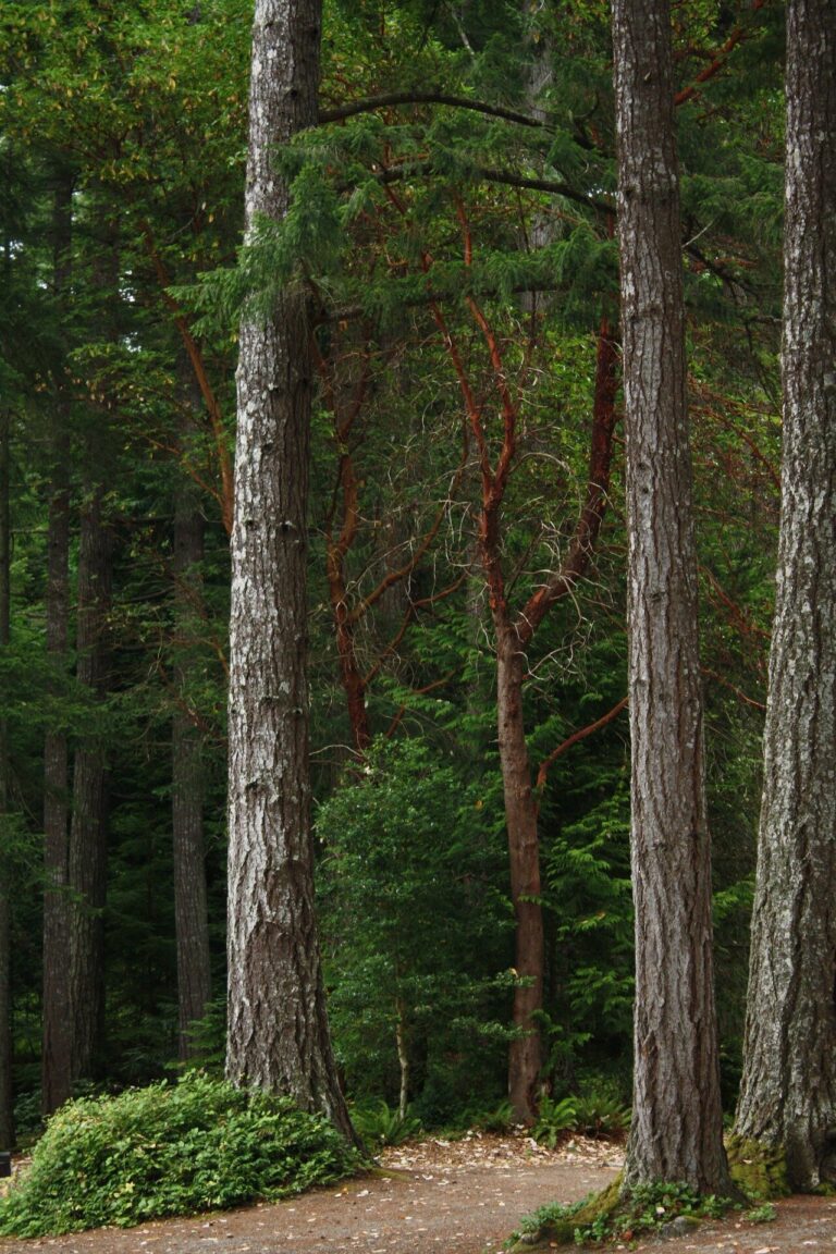 Old forests critically important for slowing climate change, merit immediate protection from logging