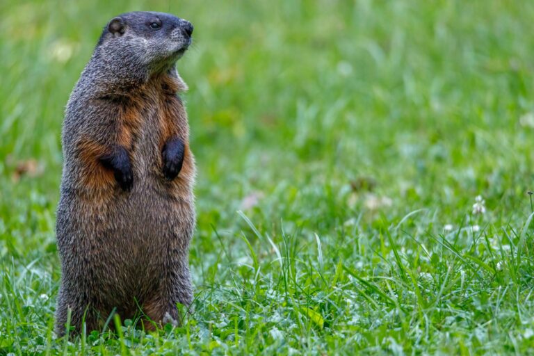 Is a Pennsylvania groundhog’s prediction accurate in your neck of the woods?