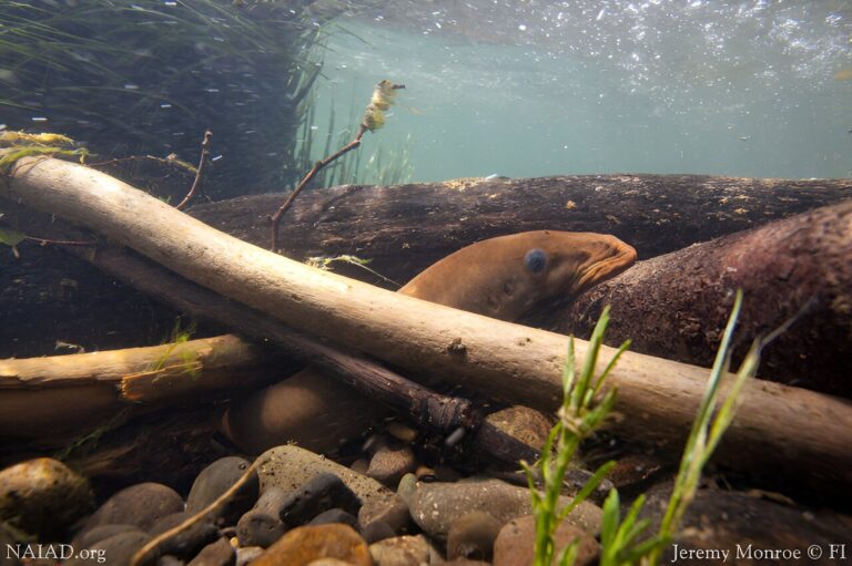 new-species-of-lamprey.jpg