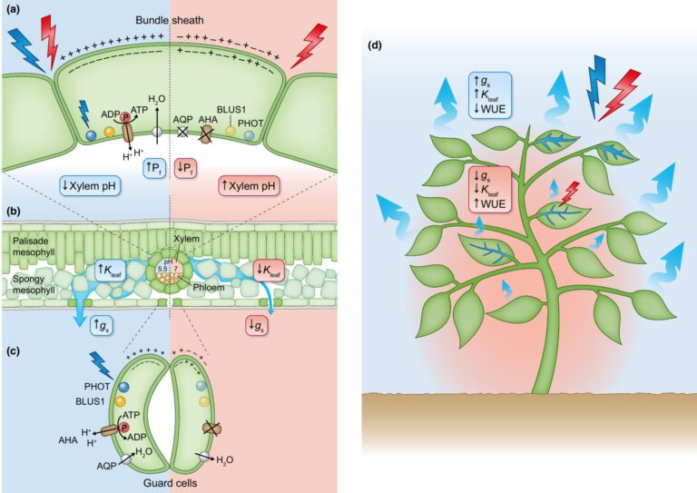 The role of light in leaf hydraulic regulation