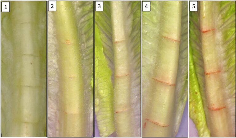 Study evaluates pink rib disorder tolerance in lettuce germplasm in humid subtropical environments