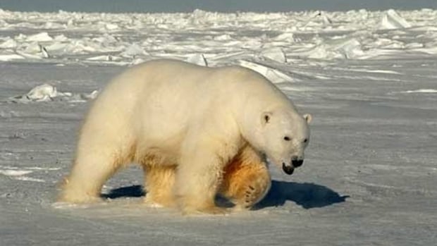 Avian flu detected in polar bear in Alaska