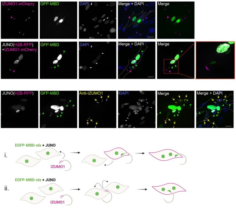 Scientists identify potential new method for diagnosing male infertility