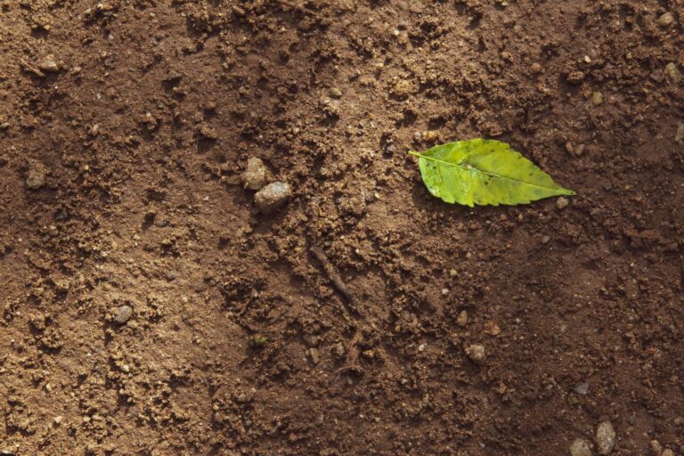 Healthy soils are good for your gut, brain and well-being, researcher says