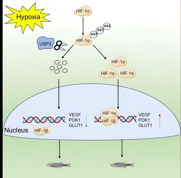 Zebrafish usp3 loss found to promote hypoxic tolerance