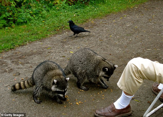 The USDA has renewed testing of a newer vaccine with a new flavor this year, in its effort to entice more raccoons: marshmallow with icing sugar, vegetable oil and a dark-green food dye