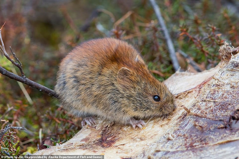 The unidentified man lived alone in a remote part of Kenai Peninsula, Alaska, and was thought to have been infected after being scratched by a stray cat, according to officials. 'It is likely that the virus is present more broadly in Alaska's small mammals and that more infections in humans have occurred but were not identified', they added. Sampling from small mammals in 2020 and 2021 in the Fairbanks North Star Borough in Alaska ¿ where all six of the other virus cases occurred ¿ found traces of the Alaskapox virus in red-backed voles and shrews.