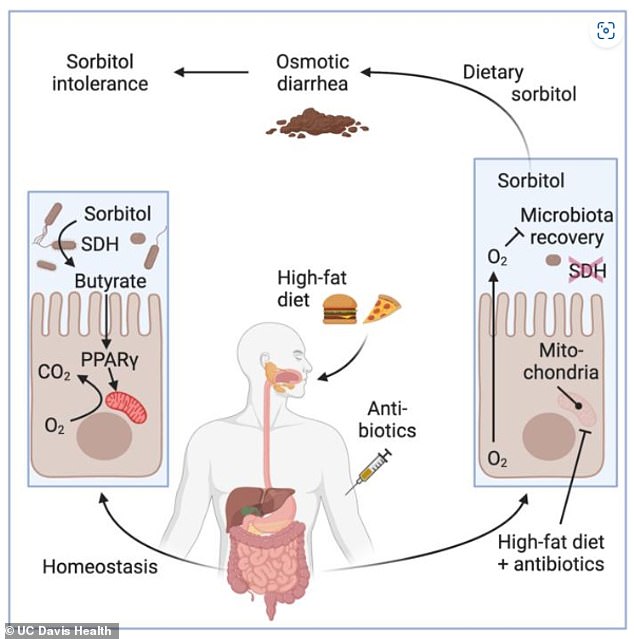 Researchers found by feeding mice antibiotics and high-saturated fat foods that the amount of oxygen used by cells in the gut decreased the amount of clostridia that breaks down sorbitol. They believe the drug mesalazine which is used to treat Crohn's disease and ulcerative colitis could be the key to eliminating the embarrassing side effects of sorbitol intolerance.