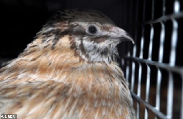 The above shows a caged chicken from inside the USDA lab that is working with Chinese government scientists on bird flu gain-of-function research