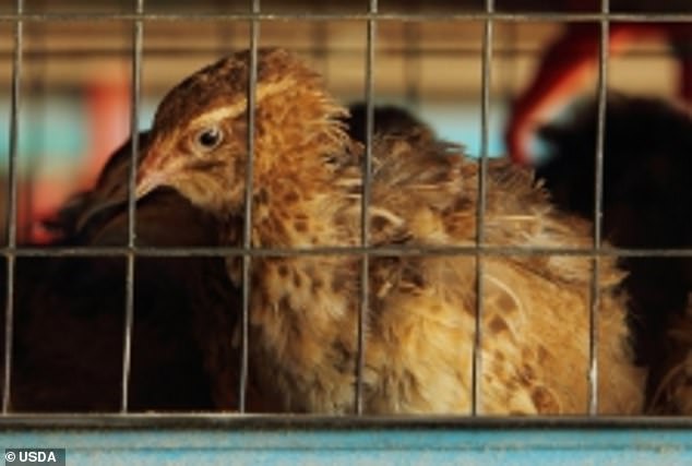 The above shows a caged chicken from inside the USDA lab that is working with Chinese government scientists on bird flu gain-of-function research