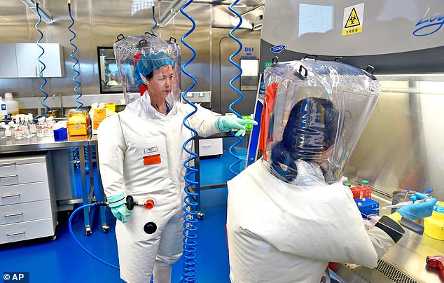 Shi Zhengli - dubbed the 'Bat Lady' or 'Bat Woman' for her work on bat coronaviruses - is pictured in a Wuhan Institute of Virology lab. She hunted down dozens of deadly Covid-like viruses in bat caves and studied them at the WIV