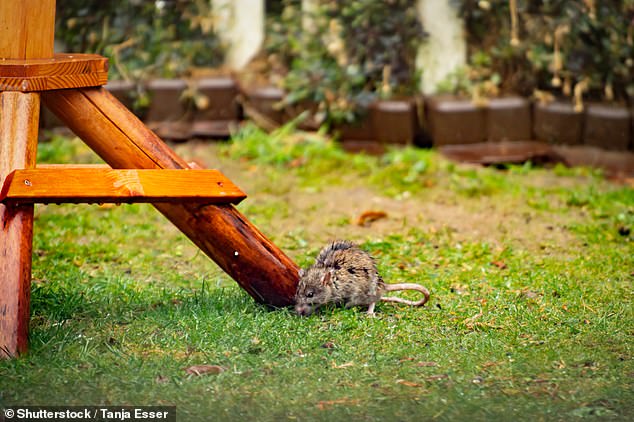 One of the key areas of the dispute is focused on how the birds are being fed with Gentoo saying bird seed is being discarded on the floor, potentially attracting vermin. Stock Image