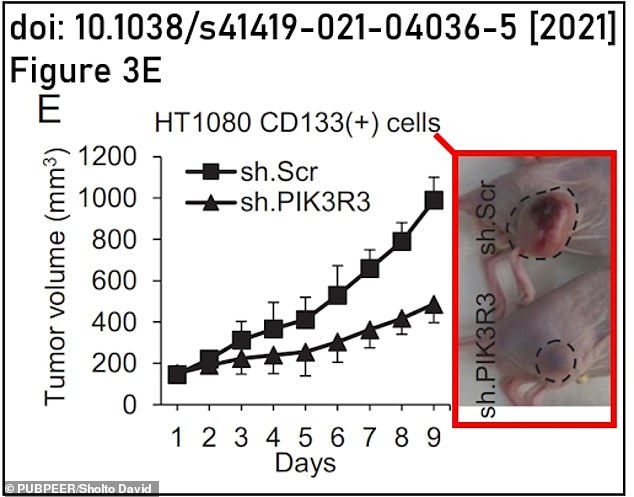 The paper in question (left) claimed to describe a new drug that reduced stomach cancer growth and the images of the mice were only rotated to seem slightly different.