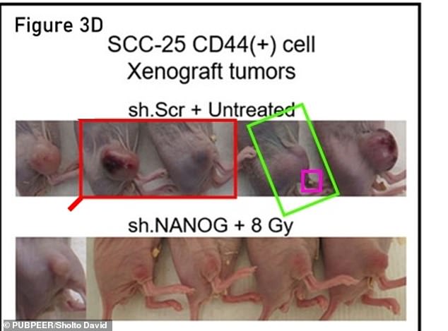 The images of the cancer riddled mice used in the 2021 paper first appeared in the 2020 study (pictured)