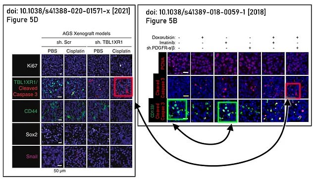 Other images used different color intensities to appear different from previous publications. The right image was used in a 2021 and the left in 2018. According to David's investigation, many of the repeated cell images match by the papers provide different treatment conditions