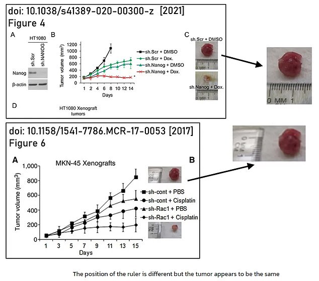 A photograph of a tumor first appeared in a 2017 (bottom image) article with a measuring tool along the left side. Then it showed up again three years later, but was rotated to show the ruler underneath the tumor (top image)