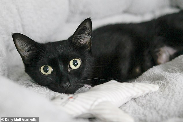 'Anyone else's cat ever come home with a strange message on their collar?' she asked (stock)