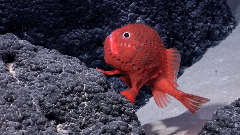 Closeup of a bright red fish near a rocky outcrop. It has white eyes with big black pupils that look surprised, and a mouth shaped like a frown. Four fins on the bottom of its body touch the rocks, as if it's walking. 