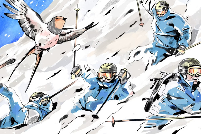 Illustration of a skier in various stages of an avalanche with a swallow in the foreground that possibly led to the survival of the touring group