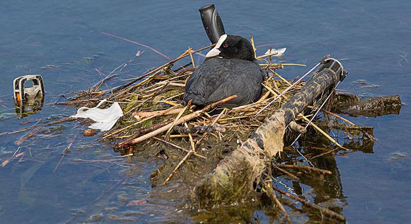 Birds have been adapting to human activity for millennia