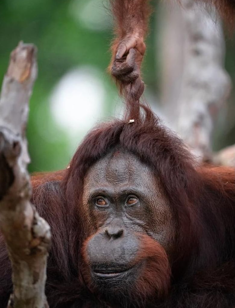 An adult orangutan looks to one side, as its hair is pulled straight up from above by a tiny orangutan hand.