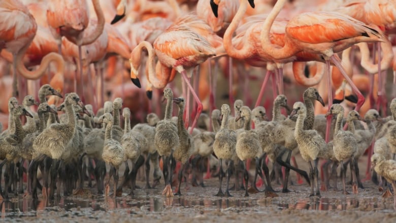 Close up shot of baby flamingoes with light beige feathers standing in shallow muddy water, with mature orange-pink flamingos in background.