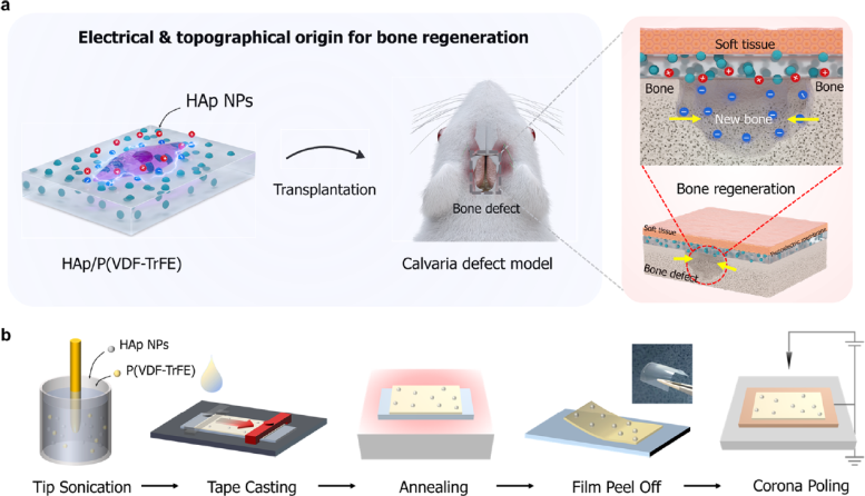 Design and Characterization of Piezoelectrically and Topographically Originated Biomimetic Scaffolds