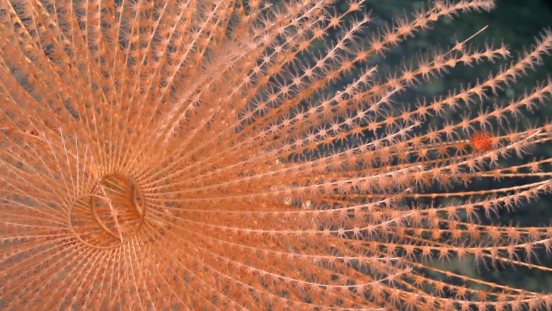 Peach-coloured tendrils extend from the spiralling centre of a long, string-like coral. Each strand contains hundreds of tiny clusters of smaller tendrils.