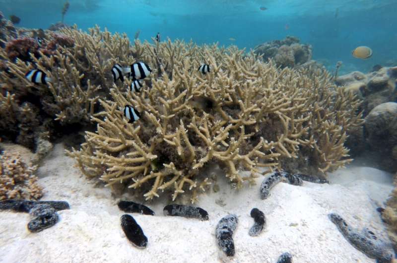 'Janitors' of the Sea: Overharvested sea cucumbers play crucial role in protecting coral