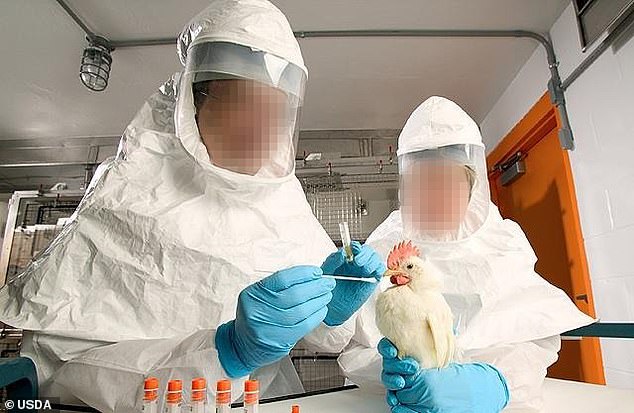 REVEALED: US is collaborating with Chinese scientists to make bird flu strains more infectious and deadly as part of $1m project – despite fears similar tests unleashed Covid