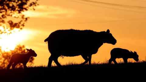 A ewe with its lambs