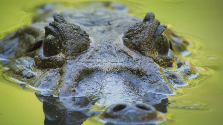 A closeup of a mother caiman in the water with only her eyes, snout and the top of her head above water.