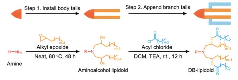 New molecules, inspired by space shuttles, advance lipid nanoparticle delivery for weight control