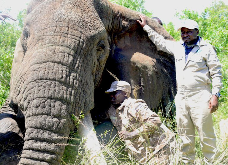 Climate change threatens older elephants most, jeopardizing their future