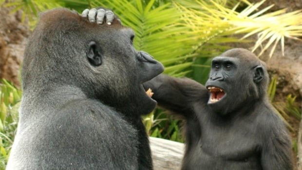 Great apes get a kick out of ‘playfully teasing’ each other, study finds 