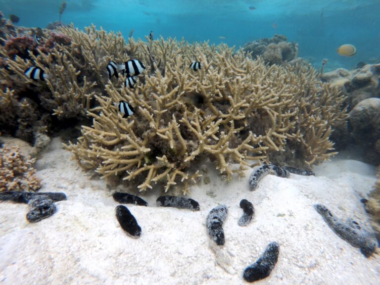 Overharvested sea cucumbers play crucial role in protecting coral