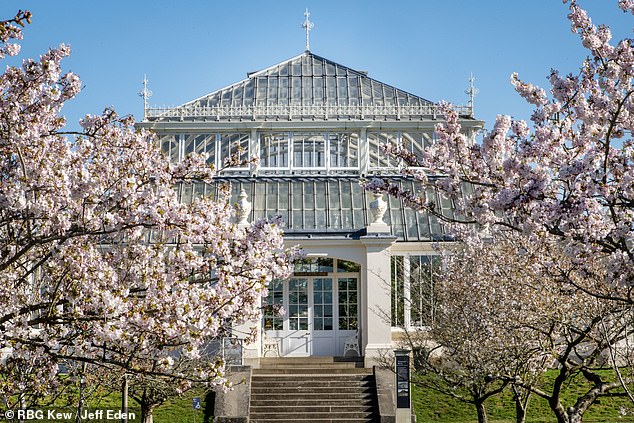 Last year, scientists at Kew identified thousands of plant species that could be potential new treatments for malaria. Pictured, Kew Gardens