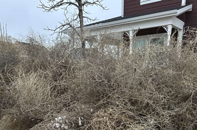 Iconic Old West tumbleweeds roll in and blanket parts of suburban Salt Lake City