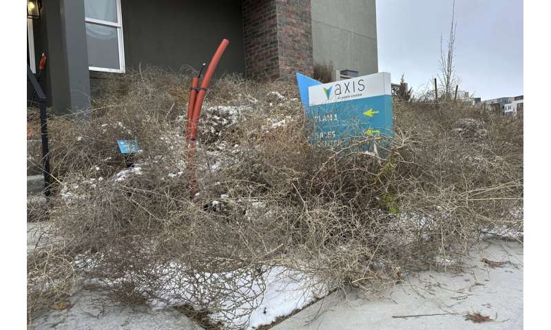 Iconic Old West tumbleweeds roll in and blanket parts of suburban Salt Lake City