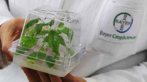 A Bayer Crop Science employee holding a plant