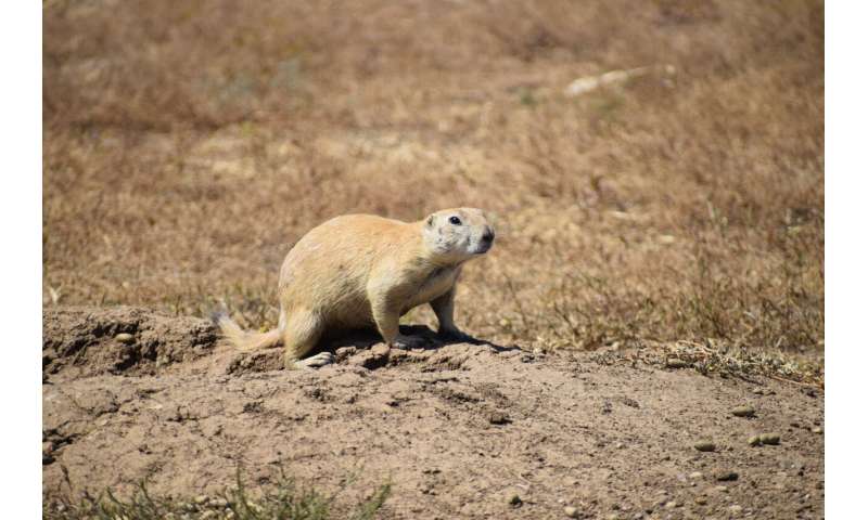 Bald eagles eat prairie dogs? Researchers underscore relationship between raptors and rodents in the southern plains