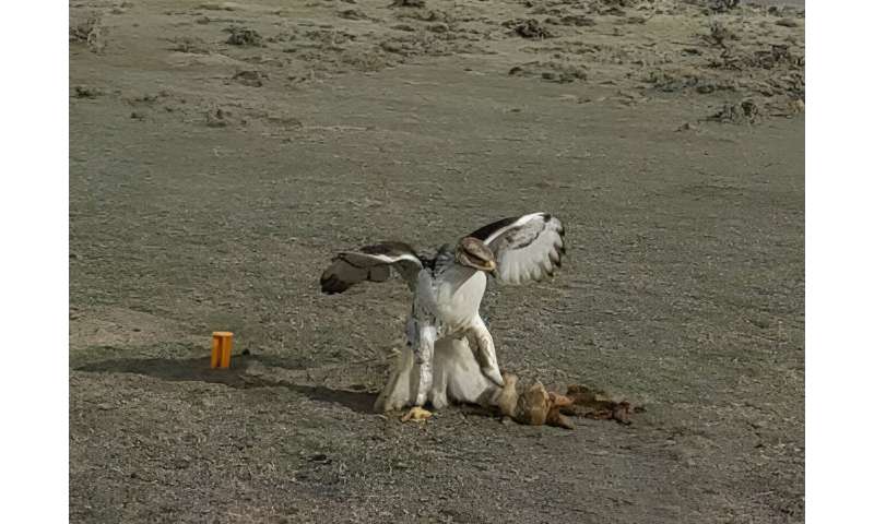 Bald eagles eat prairie dogs? Researchers underscore relationship between raptors and rodents in the southern plains