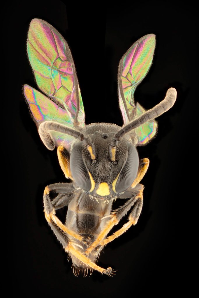 Hylaeus derectus