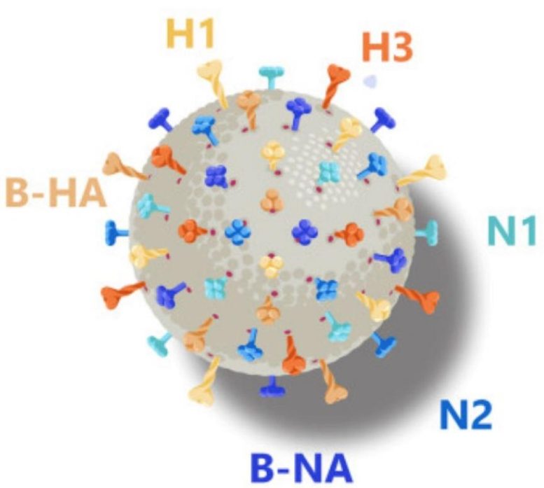 Hexaplex Vaccine Illustration