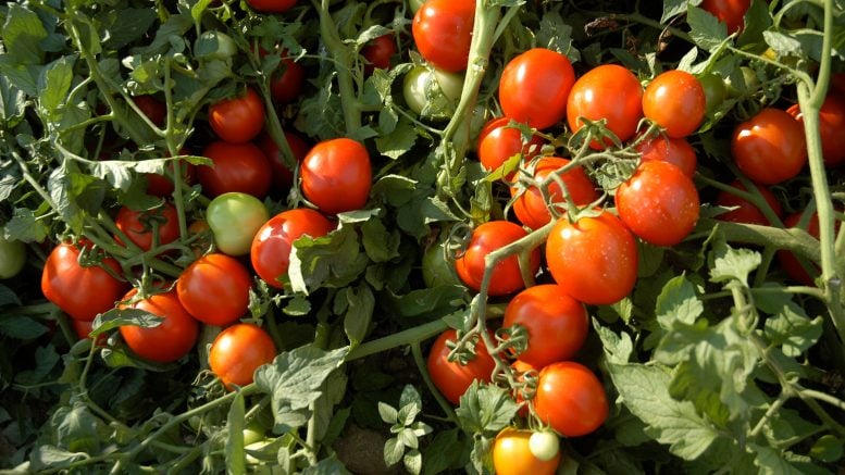 Uplands Farm Tomatoes