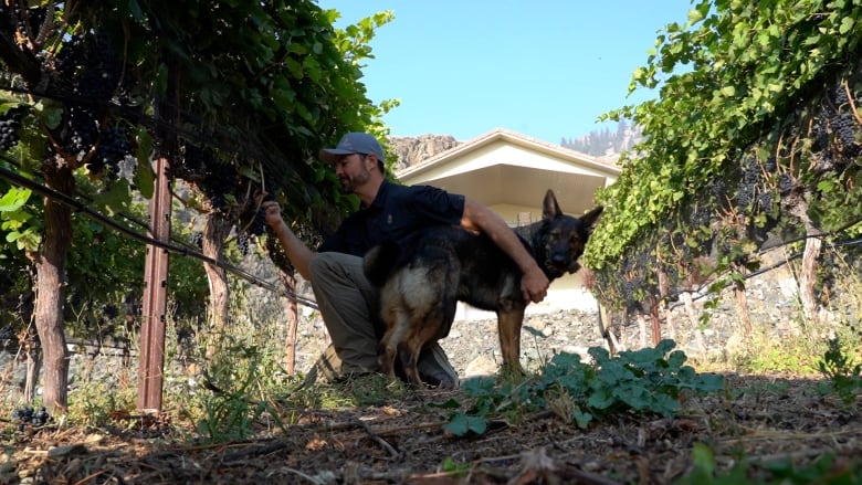 A man and a dog in a vineyard.